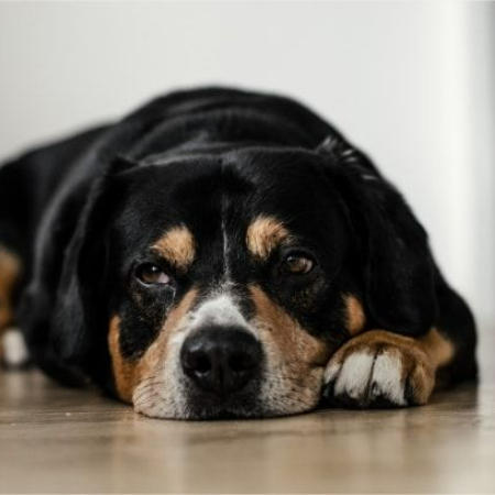 As dogs age, they often undergo various behavioral and physical changes. One common sign of aging is the appearance of grey hair, particularly around their muzzle. 