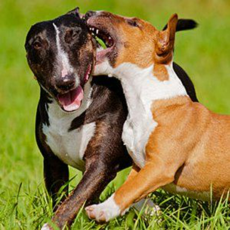 Like any other social context, dog parks can experience bullying behavior