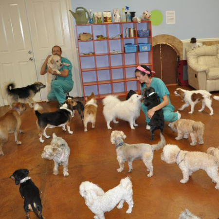 Your dog may not like daycare if they are shy or nervous around other dogs. In a group setting, they could feel overburdened or anxious.