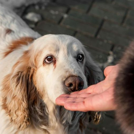 Dogs have an amazing sense of smell for a number of reasons.