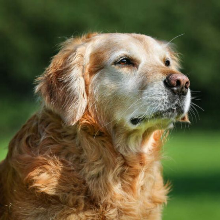 Exercise regularly is still crucial for the general health of dogs, even though they might not have the same stamina as younger dogs. 