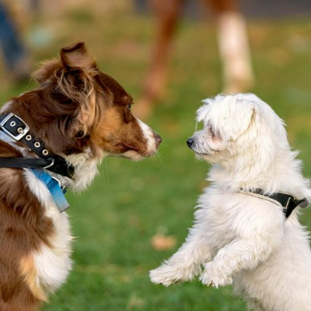 The intricacies of dogs' sensory perceptions, social interactions, emotional states, and cognitive capacities are revealed by the study of canine psychology.