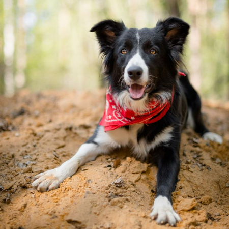 In terms of dog fashion, bandanas are similar to the little black dress since they are classic, adaptable, and the ideal accessory for any setting. 