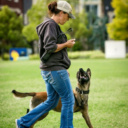 A tiny gadget called a clicker is used in clicker training, a well-liked method of positive reinforcement, to sound an alert at the precise moment your dog exhibits the required behavior.