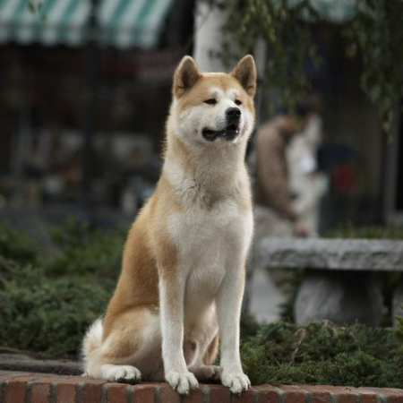 In Hachiko's heart, love and loyalty never fade. 