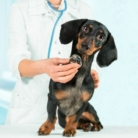 Regular veterinary appointments are crucial for the early detection and treatment of health issues in dogs, as their chances of developing them rise with age.