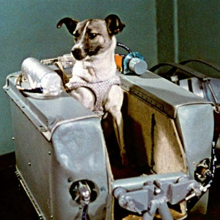 Laika, a stray dog from Moscow, became the first animal to orbit Earth.