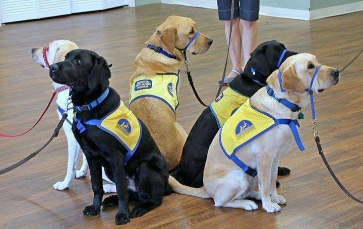 How focused is your dog_ Novak, Overly, Edmond, Calvin, Washaki practice focusing on their handlers as they work towards becoming Canine Companions for Independence assistance dogs! (1)