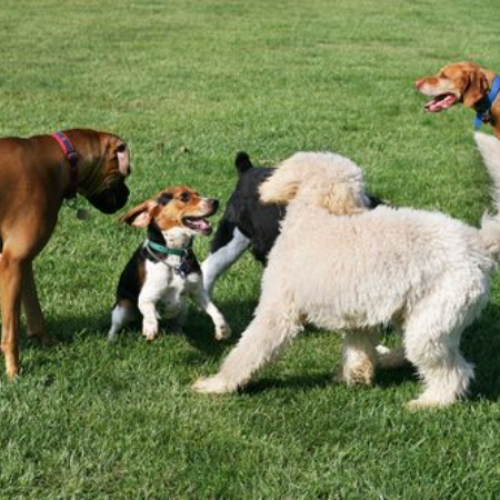 Each dog park has its own rules, which are typically displayed at the entry.