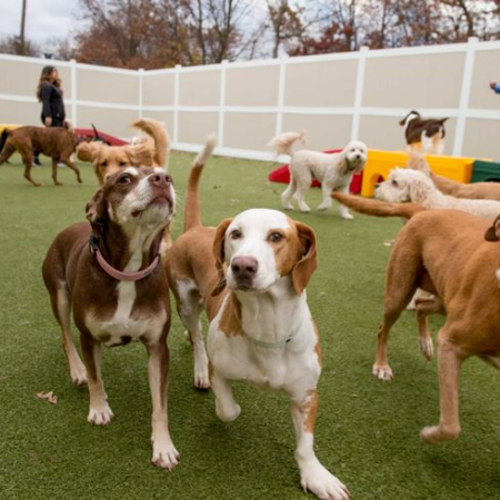 Your dog can improve their social skills and get rid of excess energy by having playdates with other dogs.