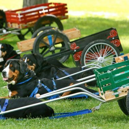 Dog carting is a sport and working activity where dogs pull carts or wagons, often used for transportation, exercise, or competitions.