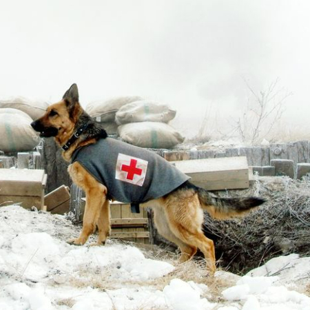 Rin Tin Tin, a German Shepherd, rose from the battlefields of World War I to become one of Hollywood's biggest stars. 