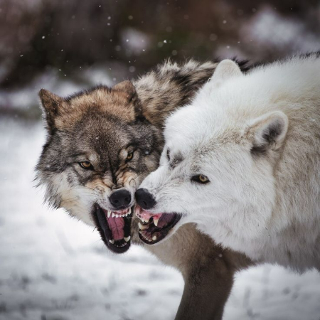 Wolves and early humans hunted and scavenged, frequently engaging in competition for food. 