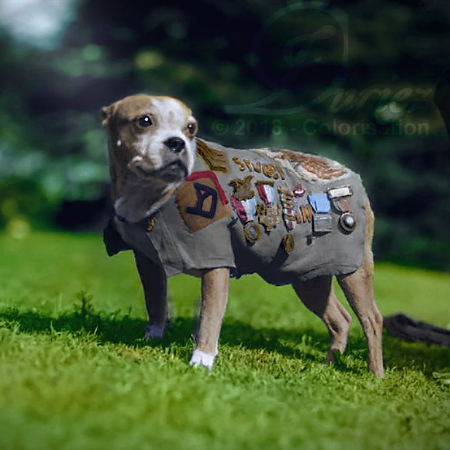 Sergeant Stubby, a Boston Terrier mix, is considered the most decorated war dog of World War I.