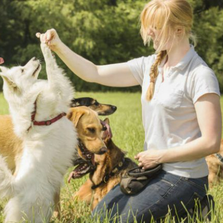 Service dog training is a thorough and meticulously planned process that starts when the dog is a little puppy and lasts for up to two years. 