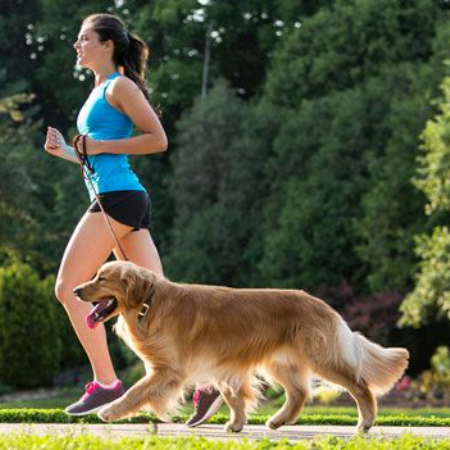 Walking your dog every day is one of the easiest, yet most effective, methods to keep them active and healthy.