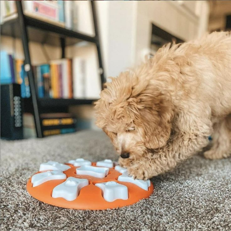 For your dog to be cognitively busy, interactive toys and puzzles are great resources. 