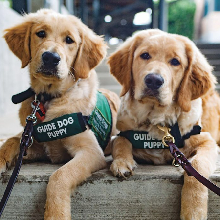 Service dogs have a profound effect on their handlers' lives that goes far beyond providing them with physical help.