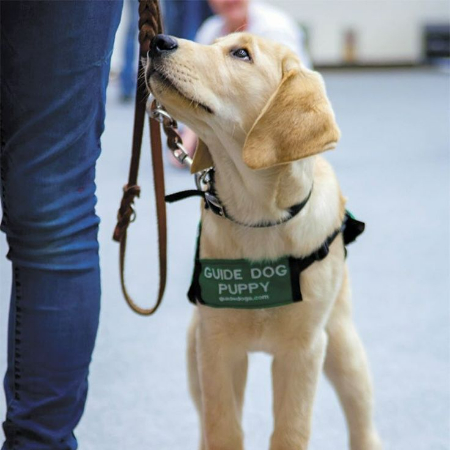 The wide range of duties performed by a service dog is customized to match the particular requirements of their owner. 