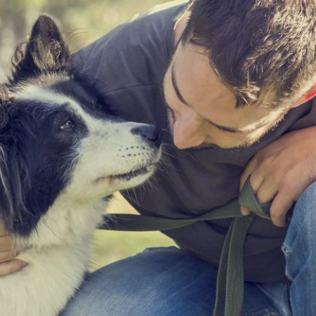 The 1940s studies of captive wolf packs by animal behaviorist Rudolph Schenkel are the source of dominance theory in dog training.