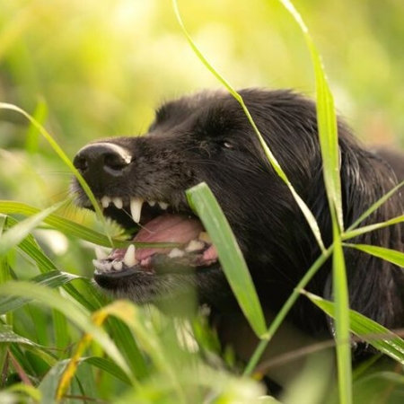 Dogs that eat grass frequently do so for a variety of reasons unrelated to digestive problems.