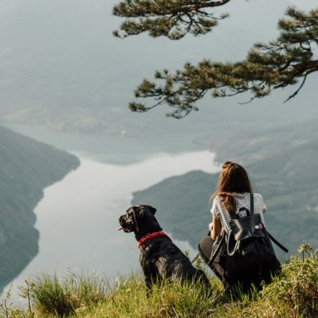 For dogs with high levels of energy who require frequent exercise, hiking is a great method to provide them with a more demanding exercise regimen and a change of scenery. 