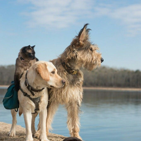 More gregarious and less scared of humans wolves flourished over many generations, eventually developing into dogs.