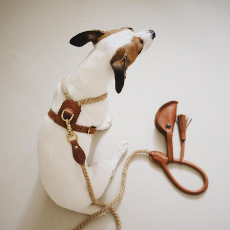 For many dogs, especially those who tug on their leash, a harness is a must.