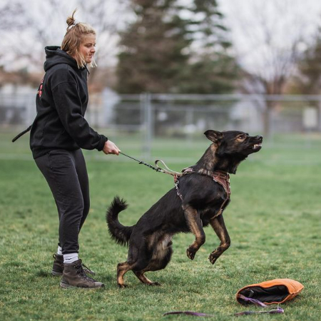 Emphasizing positive behaviors and rewarding your dog for desired behaviors instead of punishing them for misbehavior are the cornerstones of positive reinforcement. It's similar to rewarding your dog with a gold star after every accomplishment! 