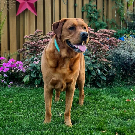 If your fence is made of solid material, you can add a panel of mesh or lattice that lets your dog see outside without sacrificing security.