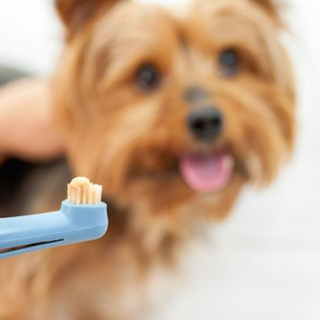 Although it seems difficult, it can be an enjoyable way for families to spend time together if you have the necessary resources and a little patience. To fit your dog's mouth, use a toothbrush made especially for dogs. 