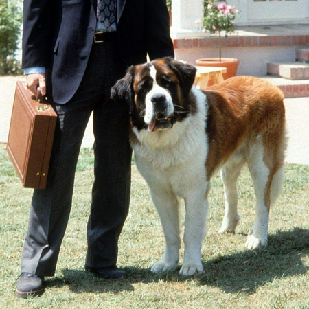 Beethoven, the enormous St. Bernard, rose to fame in the 1990s as a result of the popular film Beethoven. 