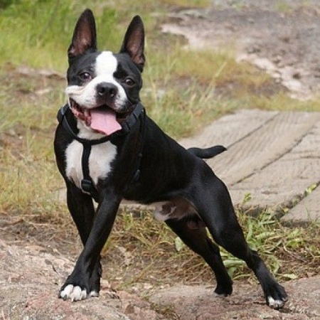 Little, powerful canines with lots of personality are Boston Terriers. They are renowned for being lively, fun, and sociable people. 