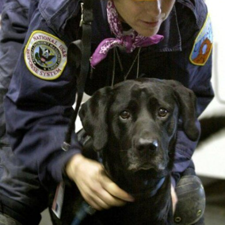 Following the events of September 11, 2001, Jake, a black Labrador Retriever, rose to prominence as one of the most well-known search and rescue dogs.