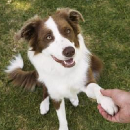 Canines are very intellectual animals. They pick up knowledge from experience, observation, and instruction, just like people do.