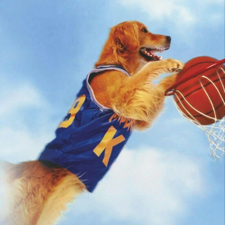 The notion that dogs may be athletes was first presented to audiences by Buddy from Air Bud! 