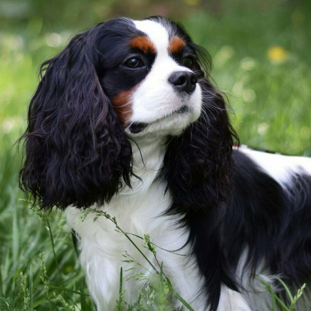 Being kind, affectionate, and gentle, Cavalier King Charles Spaniels are wonderful apartment companions. 