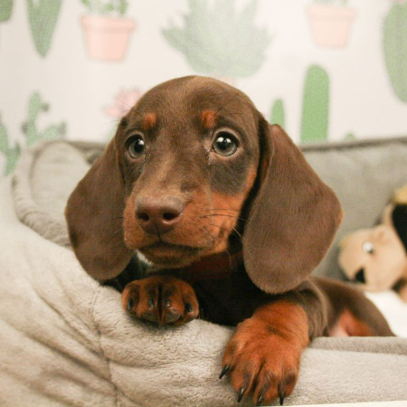 Small but powerful, Dachshunds are sometimes referred to as "wiener dogs." These canines are distinguished from other dogs in a crowd by their distinctive, elongated body shape.