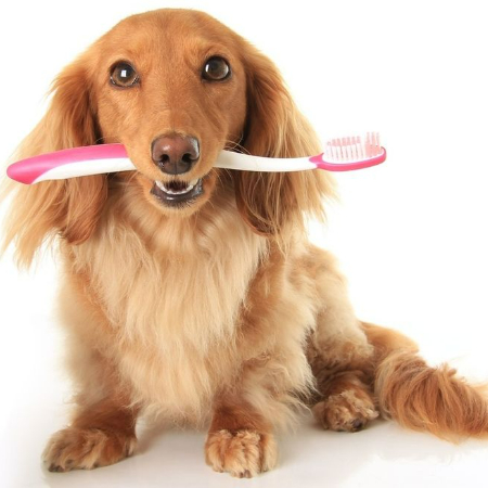 Although it may seem like a major job, you can incorporate regular dental care for your dog into your routine by following a few easy steps.