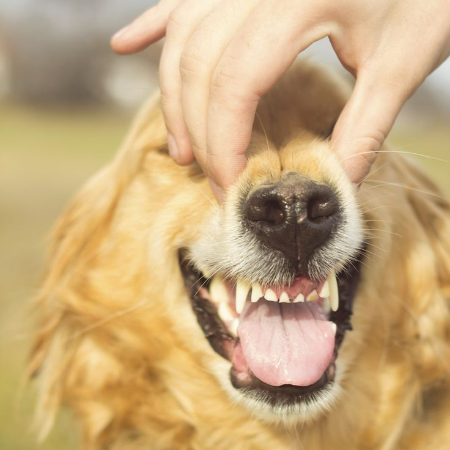 It is recommended that your dog has routine dental exams from the veterinarian, much like humans do. 