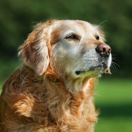 You frequently know exactly what you're getting when you adopt an older dog. Many elderly dogs already possess the fundamentals of housebreaking and obedience.