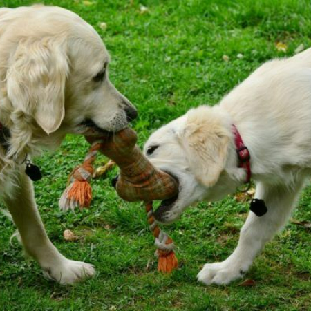 Our dogs utilize a lot of items that affect the environment, like beds and toys. 