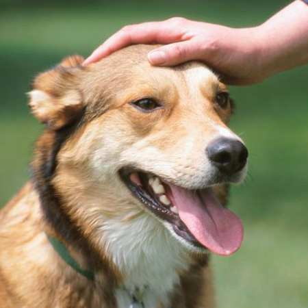 A dog's sense of smell can detect scents up to 100,000 times more strongly than a person's. 