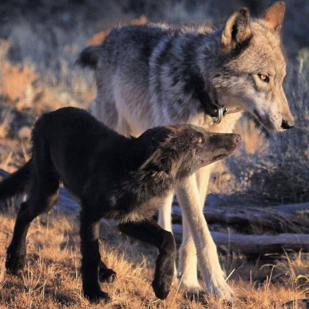 Many dogs still like playing games that include chasing, fetching, or pouncing, even after they are no longer required to hunt for their food.