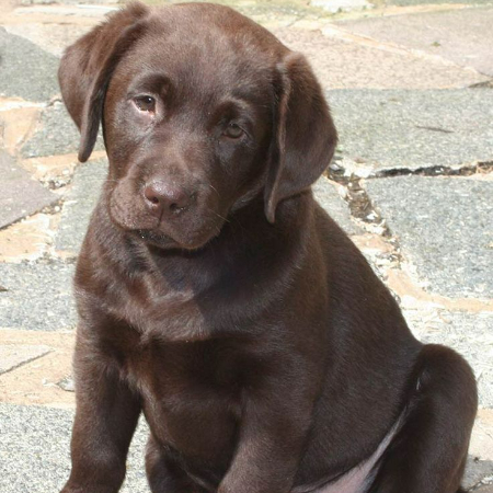 Puppy learning occurs in the period between three and twelve weeks of life.