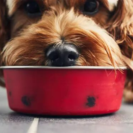 The world and your dog's health are affected by what they consume. Eco-unfriendly components are used in the production of a lot of commercial dog foods. 