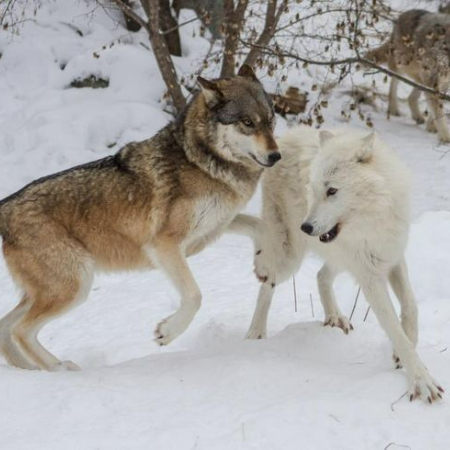 The significance of conservation is further shown by knowing the relationship between canines and wolves. 