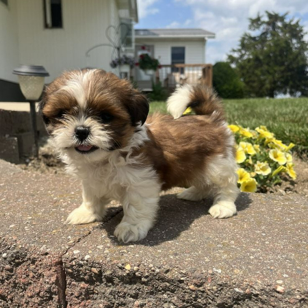 With a lot of personality packed into their little frames, Shih Tzus are robust, petite dogs. Their lack of space requirements makes them ideal for apartment living.