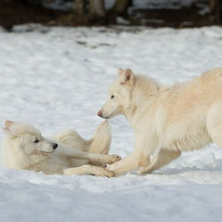 According to studies, 98% of the DNA in wolves and domestic dogs is the same.