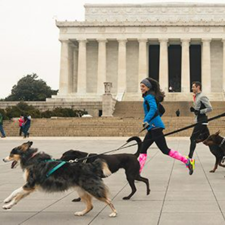 For a search and rescue dog to be successful, the relationship between the dog and its handler is essential.